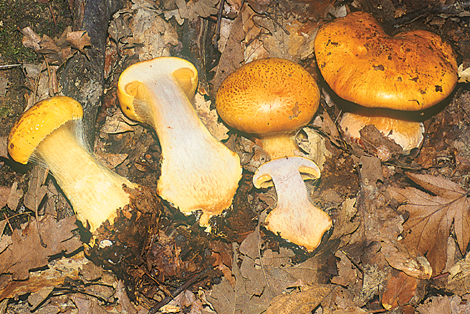 Questo Fungo appartiene alla specie Cortinarius