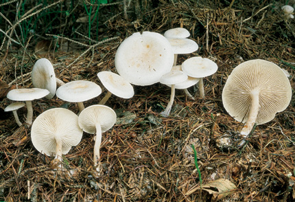 Questo Fungo appartiene alla specie Clitocybe