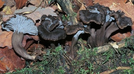 Questo Fungo appartiene alla specie Cantharellus