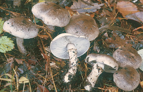 Questo Fungo appartiene alla specie Tricholoma