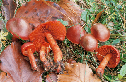 Questo Fungo appartiene alla specie Cortinarius