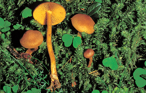 Questo Fungo appartiene alla specie Cortinarius