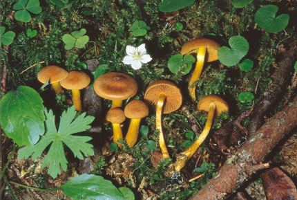 Questo Fungo appartiene alla specie Cortinarius