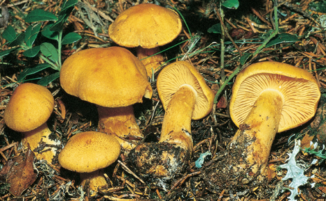 Questo Fungo appartiene alla specie Cortinarius