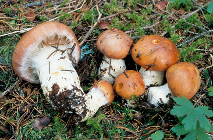 Questo Fungo appartiene alla specie Cortinarius