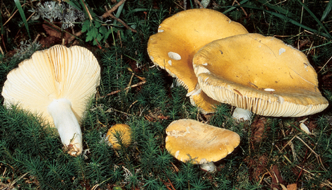 Questo Fungo appartiene alla specie Russula