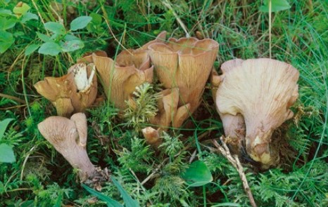 Questo Fungo appartiene alla specie Cantharellus