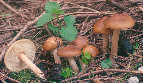 Questo Fungo appartiene alla specie Melanoleuca