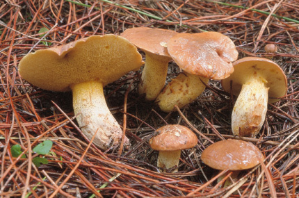 Questo Fungo appartiene alla specie Boletus