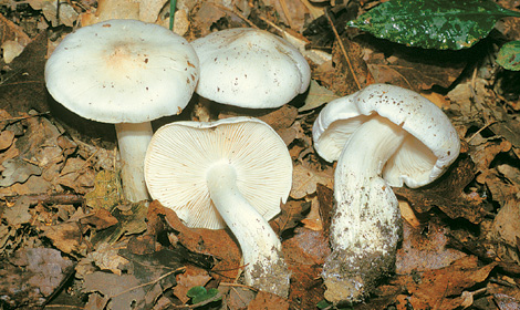 Questo Fungo appartiene alla specie Tricholoma