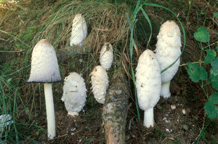 Questo Fungo appartiene alla specie Coprinus