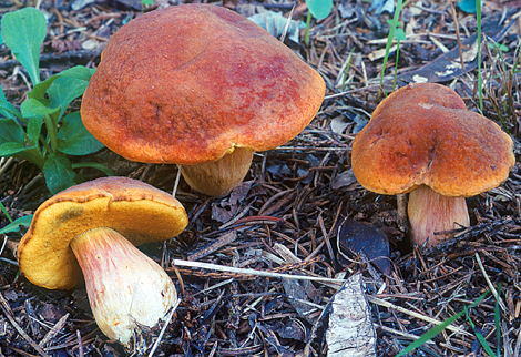 Questo Fungo appartiene alla specie Boletus