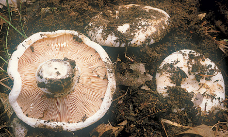 Questo Fungo appartiene alla specie Lactarius