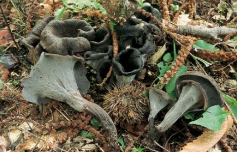 Questo Fungo appartiene alla specie Cantharellus