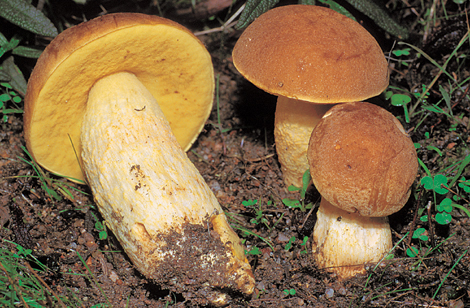 Questo Fungo appartiene alla specie Boletus