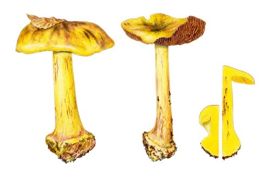 La commestibilità di Cortinarius splendens è stata fortemente dibattuta a partire dalla fine degli anni ’70, a seguito di alcuni presunti gravi episodi di intossicazione. Allo stato attuale è da considerare specie sospetta di nefrotossicità