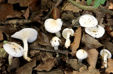 Questo Fungo appartiene alla specie Hygrophorus