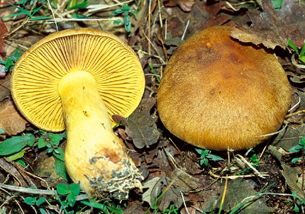 Questo Fungo appartiene alla specie Cortinarius