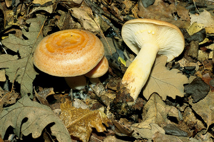 Questo Fungo appartiene alla specie Lactarius