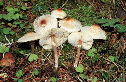 Questo Fungo appartiene alla specie Lepiota