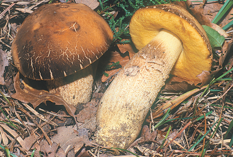 Questo Fungo appartiene alla specie Boletus