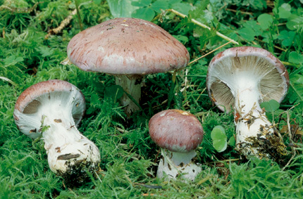 Questo Fungo appartiene alla specie Cortinarius