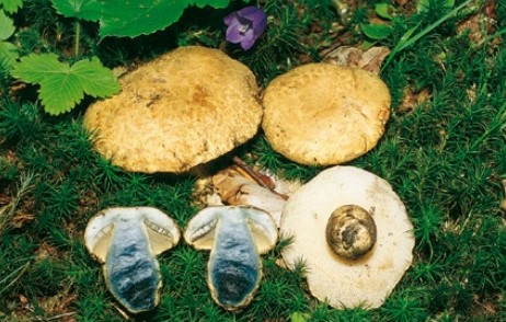 Questo Fungo appartiene alla specie Boletus