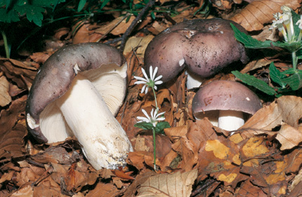 Questo Fungo appartiene alla specie Russula