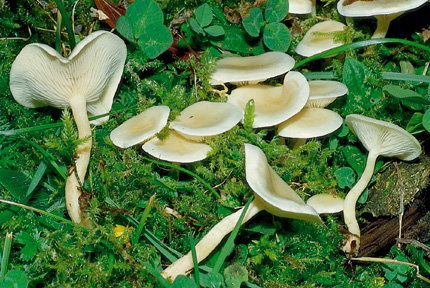 Questo Fungo appartiene alla specie Clitocybe