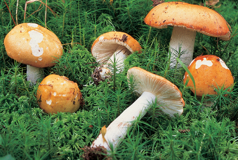 Questo Fungo appartiene alla specie Russula