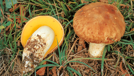 Questo Fungo appartiene alla specie Boletus