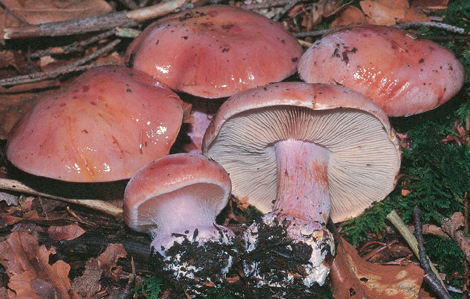 Questo Fungo appartiene alla specie Cortinarius