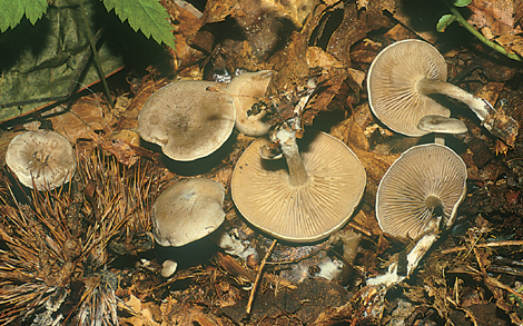 Questo Fungo appartiene alla specie Clitocybe