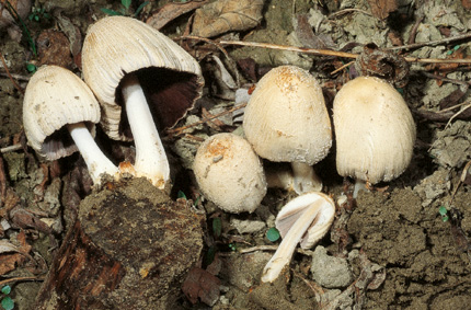 Questo Fungo appartiene alla specie Coprinus