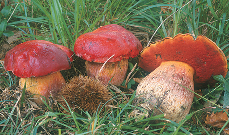 Questo Fungo appartiene alla specie Boletus