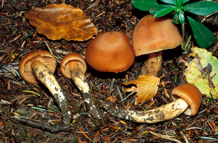 Questo Fungo appartiene alla specie Cortinarius