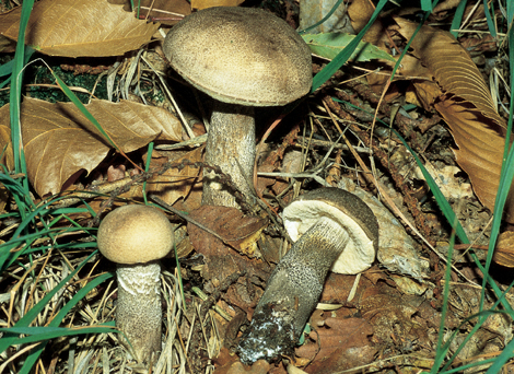 Questo Fungo appartiene alla specie Boletus