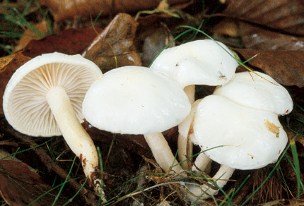 Questo Fungo appartiene alla specie Hygrophorus