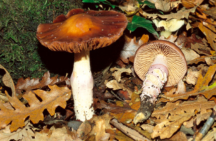 Questo Fungo appartiene alla specie Cortinarius