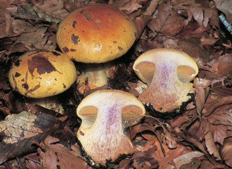 Questo Fungo appartiene alla specie Cortinarius