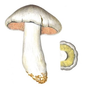 Entoloma sinuatum è una tra le specie responsabili di sindrome gastrointestinale severa e costante. La sua elevata confondibilità con Clitocybe nebularis e con altre specie consumate dalla popolazione lo rende ogni anno protagonista di numerose intossicazioni