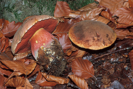 Questo Fungo appartiene alla specie Boletus