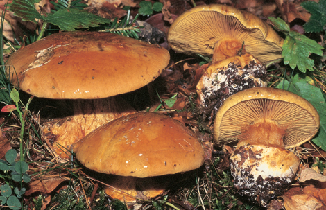 Questo Fungo appartiene alla specie Cortinarius