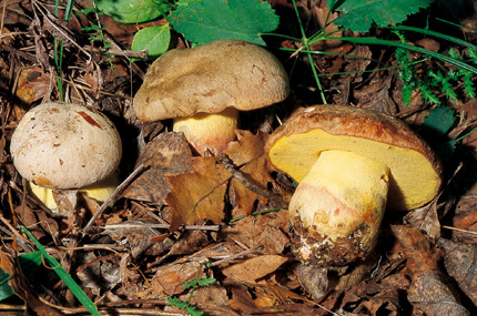 Questo Fungo appartiene alla specie Boletus