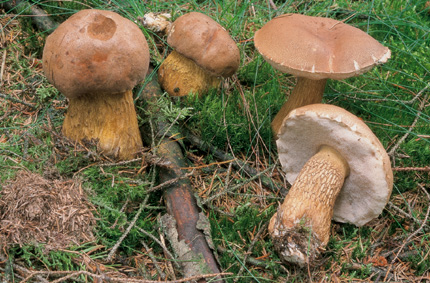 Questo Fungo appartiene alla specie Boletus