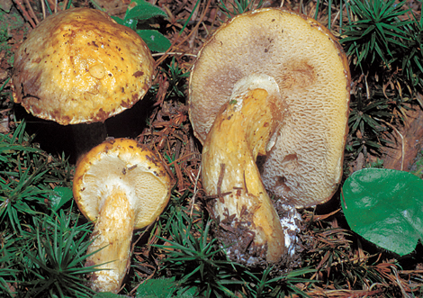 Questo Fungo appartiene alla specie Boletus