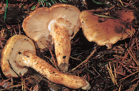 Questo Fungo appartiene alla specie Tricholoma