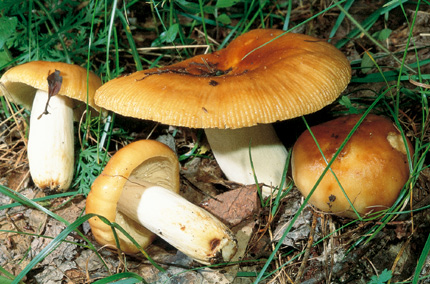 Questo Fungo appartiene alla specie Russula