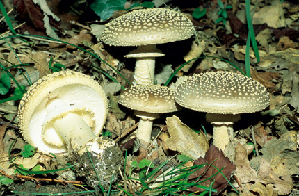 Questo Fungo appartiene alla specie Amanita