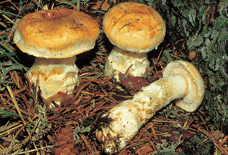 Questo Fungo appartiene alla specie Cortinarius